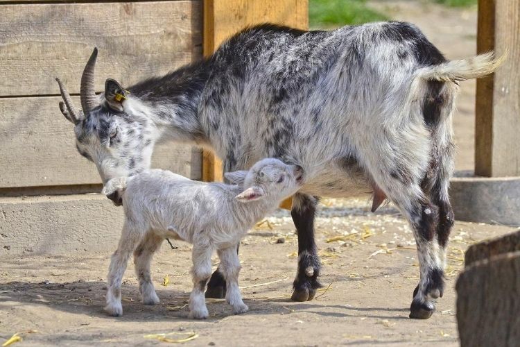 Goat Care After Lambing